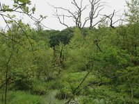 NL, Drenthe, Tynaarlo, Lage Maden 40, Saxifraga-Hans Boll