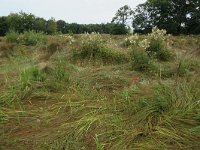 NL, Drenthe, Tynaarlo, Lage Maden 47, Saxifraga-Hans Boll