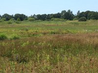 NL, Drenthe, Tynaarlo, Lage Maden 51, Saxifraga-Hans Boll