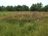 NL, Drenthe, Tynaarlo, Lage Maden 6, Saxifraga-Hans Boll