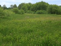 NL, Drenthe, Tynaarlo, Osbroeken 10, Saxifraga-Hans Boll