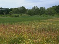 NL, Drenthe, Tynaarlo, Osbroeken 12, Saxifraga-Hans Boll