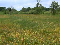 NL, Drenthe, Tynaarlo, Osbroeken 13, Saxifraga-Hans Boll