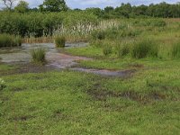 NL, Drenthe, Tynaarlo, Osbroeken 16, Saxifraga-Hans Boll