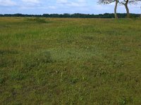 NL, Drenthe, Tynaarlo, Osbroeken 23, Saxifraga-Hans Boll