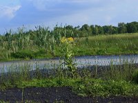 NL, Drenthe, Tynaarlo, Osbroeken 26, Saxifraga-Hans Boll