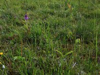 NL, Drenthe, Tynaarlo, Osbroeken 28, Saxifraga-Hans Boll