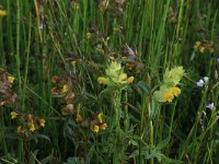 NL, Drenthe, Tynaarlo, Osbroeken 30, Saxifraga-Hans Boll