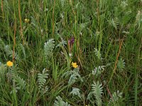 NL, Drenthe, Tynaarlo, Osbroeken 35, Saxifraga-Hans Boll