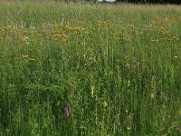 NL, Drenthe, Tynaarlo, Oudemolensche Diep 10, Saxifraga-Hans Boll