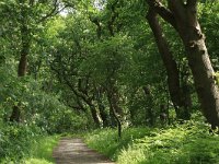 NL, Drenthe, Tynaarlo, Oudemolensche Diep 14, Saxifraga-Hans Boll