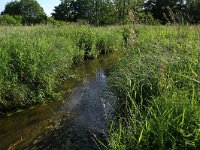 NL, Drenthe, Tynaarlo, Oudemolensche Diep 22, Saxifraga-Hans Boll