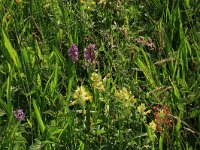 NL, Drenthe, Tynaarlo, Oudemolensche Diep 25, Saxifraga-Hans Boll