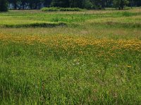 NL, Drenthe, Tynaarlo, Oudemolensche Diep 3, Saxifraga-Hans Boll