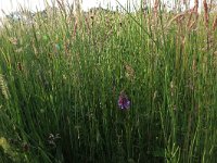 NL, Drenthe, Tynaarlo, Oudemolensche Diep 37, Saxifraga-Hans Boll