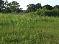 NL, Drenthe, Tynaarlo, Oudemolensche Diep 41, Saxifraga-Hans Boll