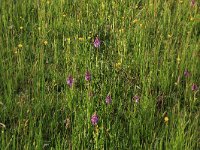 NL, Drenthe, Tynaarlo, Oudemolensche Diep 43, Saxifraga-Hans Boll