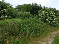 NL, Drenthe, Tynaarlo, Oudemolensche Diep 52, Saxifraga-Hans Boll