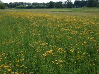 NL, Drenthe, Tynaarlo, Oudemolensche Diep 7, Saxifraga-Hans Boll