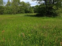 NL, Drenthe, Tynaarlo, Oudemolensche Diep 75, Saxifraga-Hans Boll