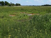 NL, Drenthe, Tynaarlo, Oudemolensche Diep 82, Saxifraga-Hans Boll