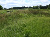 NL, Drenthe, Tynaarlo, Oudemolensche Diep 97, Saxifraga-Hans Boll