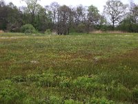 NL, Drenthe, Tynaarlo, Tynaarlose Diep 10, Saxifraga-Hans Boll