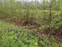 NL, Drenthe, Tynaarlo, Tynaarlose Diep 3, Saxifraga-Hans Boll