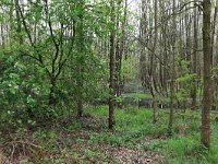 NL, Drenthe, Tynaarlo, Tynaarlose Diep 6, Saxifraga-Hans Boll