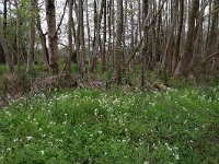 NL, Drenthe, Tynaarlo, Tynaarlose Diep 9, Saxifraga-Hans Boll