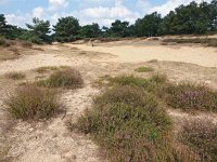 NL, Drenthe, Tynaarlo, Zeegserduinen 1, Saxifraga-Hans Dekker