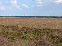 NL, Drenthe, Westerveld, Benderse Berg 2, Saxifraga-Hans Dekker