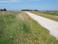 NL, Drenthe, Westerveld, Benderse Berg 4, Saxifraga-Hans Dekker