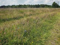 NL, Drenthe, Westerveld, Benderse Heide 1, Saxifraga-Hans Dekker