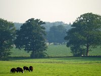 NL, Drenthe, Westerveld, Bisschopsberg 1, Saxifraga-Hans Dekker