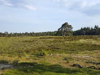 Heathland in Drents-Friese Wold National Park, Drenthe, Netherlands  Heathland in Drents-Friese Wold National Park, Drenthe, Netherlands : Drenthe, Drents-Friese Wold National Park, forest, grass, grassland, heath, heather, heathland, Holland, landscape, national park, natural, nature, nature reserve, Netherlands, np, protected area, rural, tree, trees, woodland, europe, european, no people, nobody