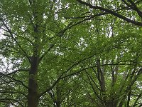 Beech lane (Fagus sylvatica); Drents-Friese Wold National Park, Drenthe, Netherlands  Beech lane (Fagus sylvatica); Drents-Friese Wold National Park, Drenthe, Netherlands : beech, beeches, Drenthe, Drents-Friese Wold National Park, Europe, european, fagus, fagus sylvatica, forest path, forest track, growth, Holland, in a row, lane, national park, natural, nature, Netherlands, np, path, row, rows, track, tree, trees, trunk, trunks