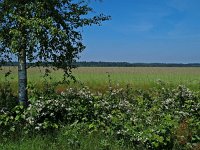 NL, Drenthe, Westerveld, Doldersum 3, Saxifraga-Hans Dekker