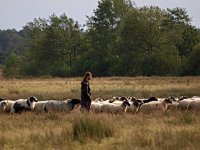 NL, Drenthe, Westerveld, Doldersummer Veld 2, Saxifraga-Hans Dekker