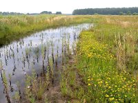 NL, Drenthe, Westerveld, Drentse Broek 1, Saxifraga-Hans Dekker