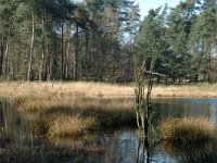 NL, Drenthe, Westerveld, Dwingelder Veld, Diepveen 4, Saxifraga-Marijke Verhagen