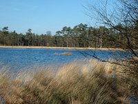 NL, Drenthe, Westerveld, Dwingelder Veld, Zandveen 1, Saxifraga-Marijke Verhagen