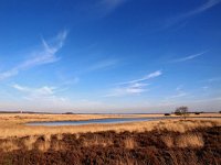 NL, Drenthe, Westerveld, Dwingelose Heide 3, Saxifraga-Hans Dekker