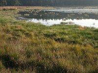 NL, Drenthe, Westerveld, Ganzenpoel 2, Saxifraga-Hans Boll