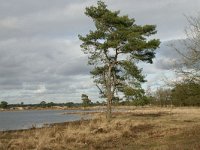 NL, Drenthe, Westerveld, Grenspoel 1, Saxifraga-Hans Boll