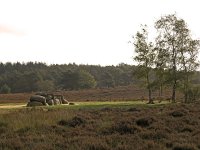 NL, Drenthe, Westerveld, Havelterberg 2, Saxifraga-Hans Dekker