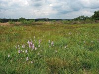 NL, Drenthe, Westerveld, Havelterberg 51, Saxifraga-Hans Dekker