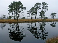 NL, Drenthe, Westerveld, Holtveen 28, Saxifraga-Hans Dekker