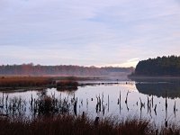 NL, Drenthe, Westerveld, Holtveen 3, Saxifraga-Hans Dekker