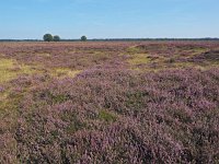 NL, Drenthe, Westerveld, Kraloerheide 24, Saxifraga-Hans Dekker